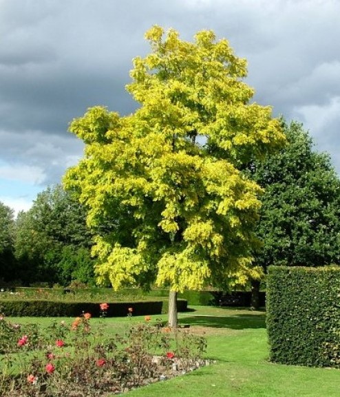 Acacia dealbata Mimoza